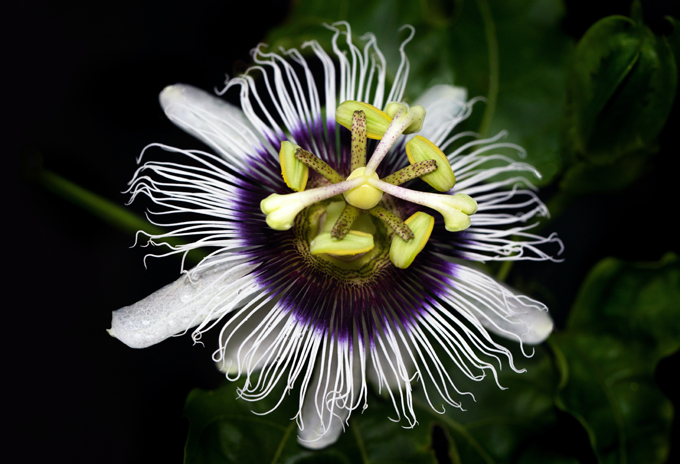 トケイソウの花