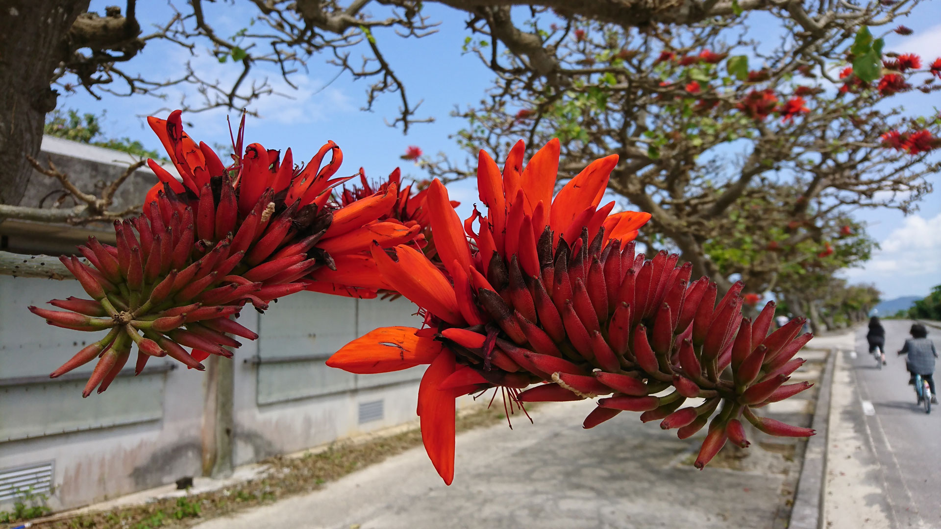 竹富島のデイゴの花
