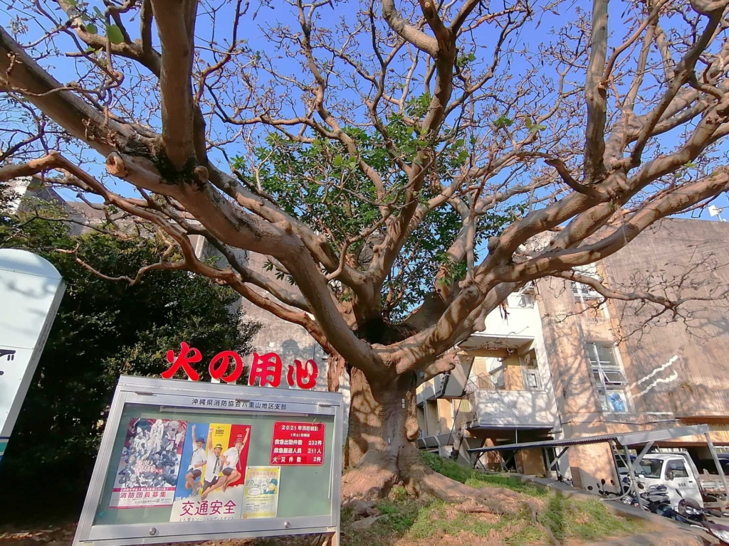 石垣市役所のデイゴの木