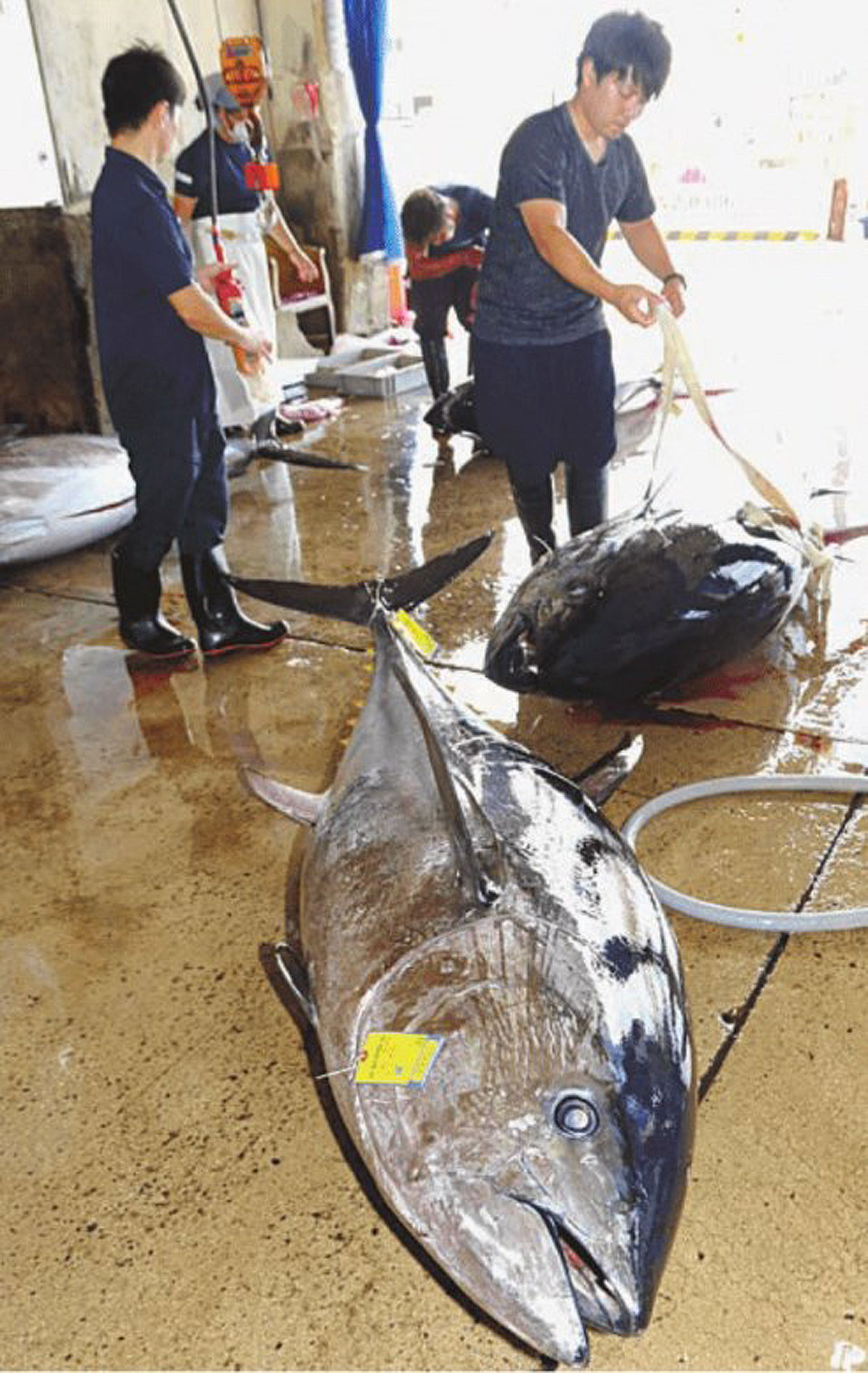 石垣島の本マグロ