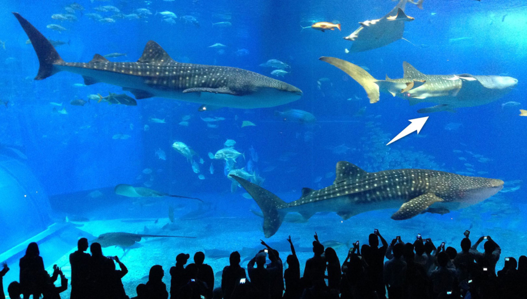 美ら海水族館