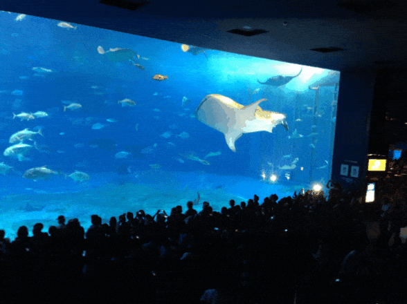 美ら海水族館