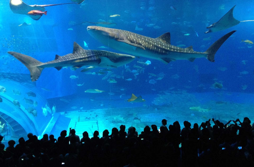 美ら海水族館