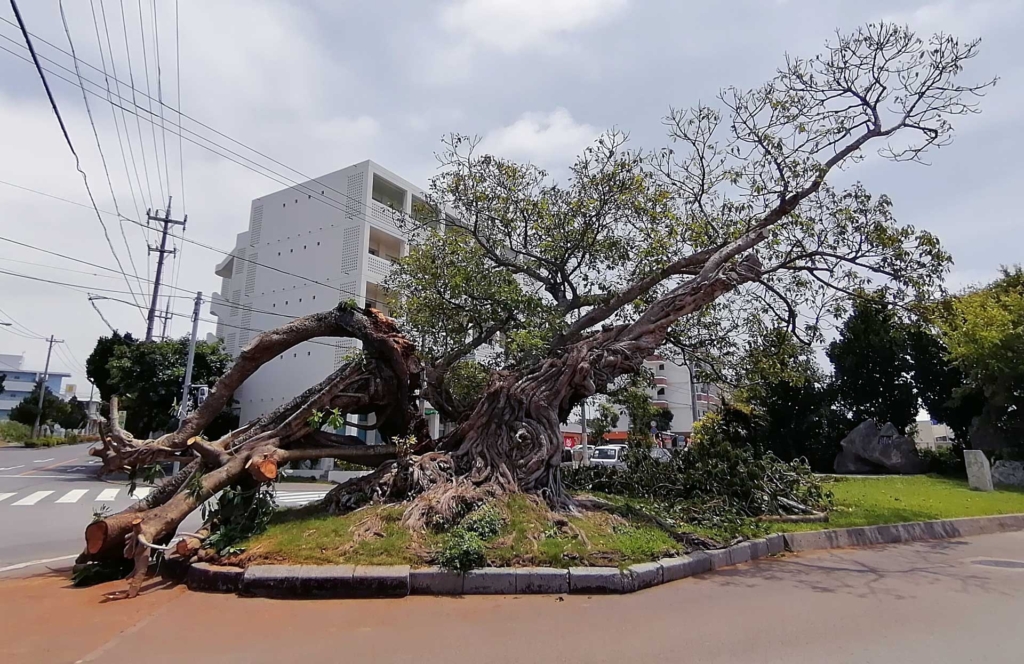 仲道の三番アコウ倒木