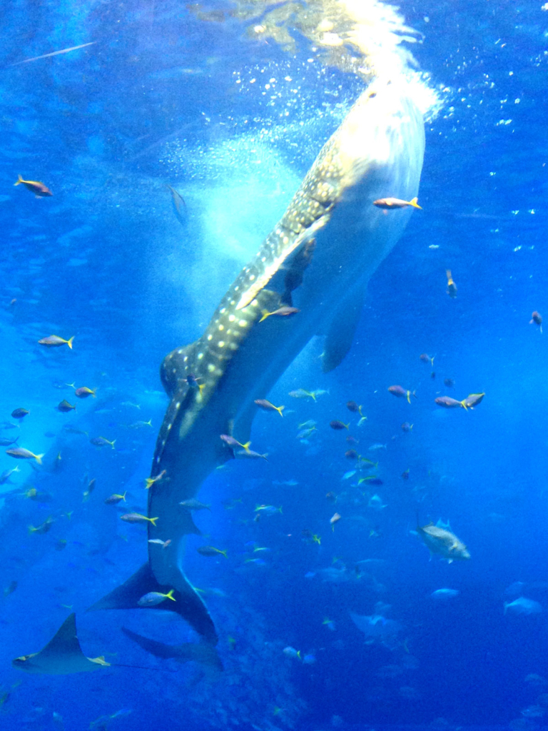 ジンベイザメ餌やり