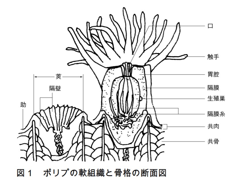 サンゴの断面