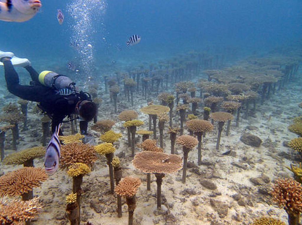 サンゴの養殖