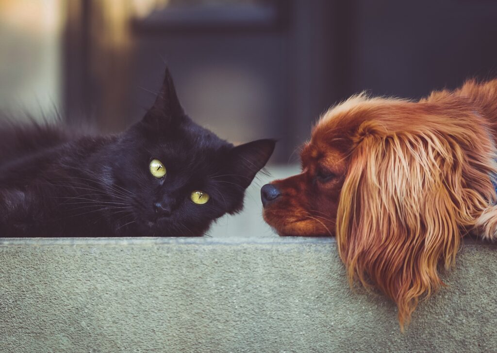 猫と犬