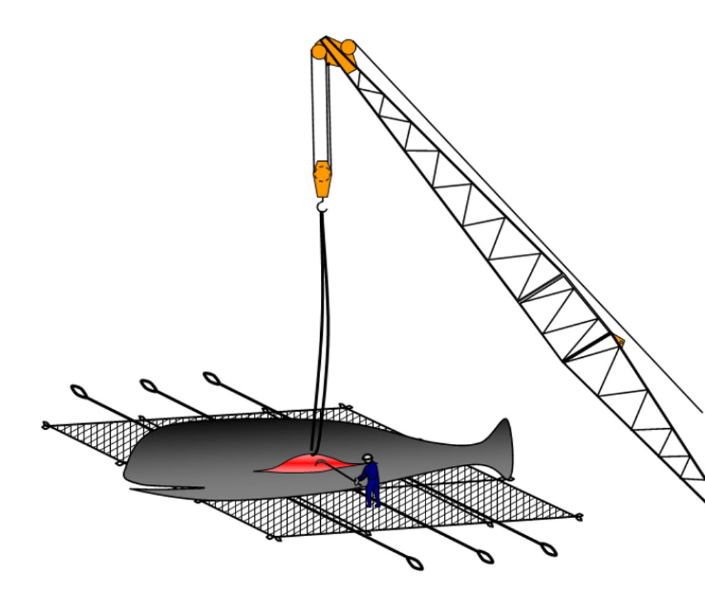クジラの死骸の処理方法3