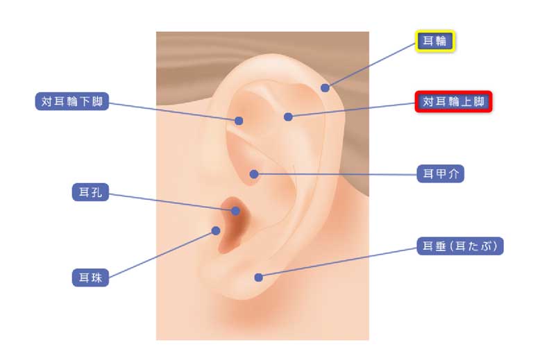 耳の詳細