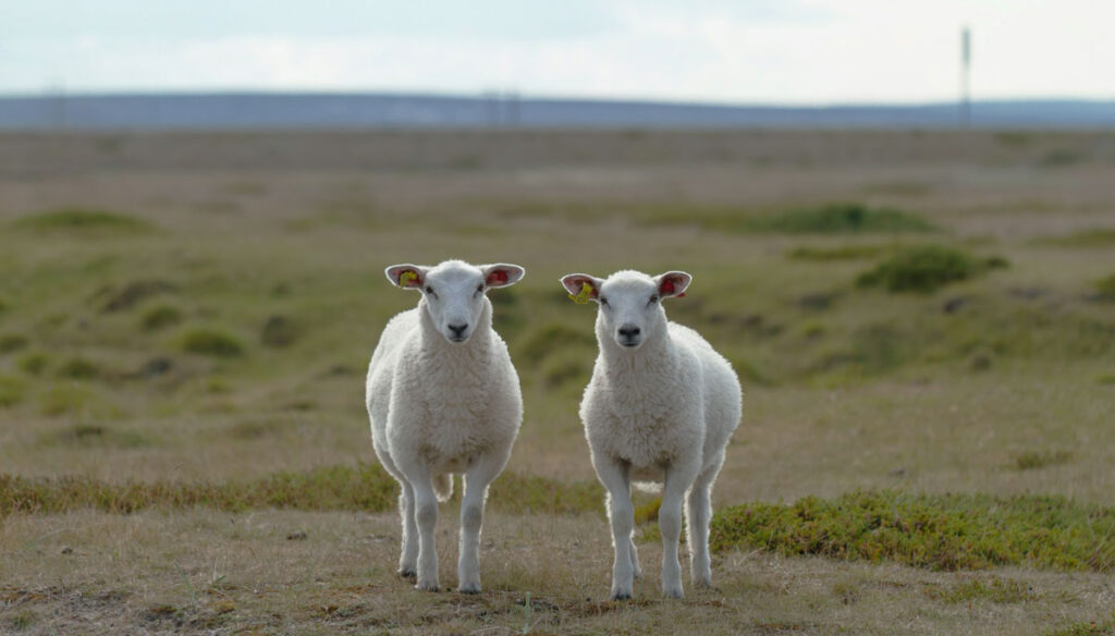 二匹の羊