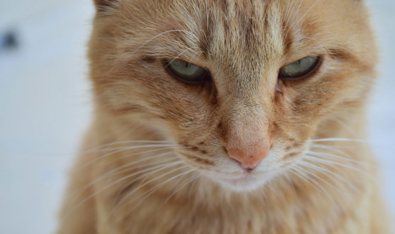 納得のいかない猫