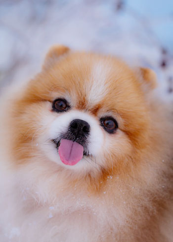 ポメラニアン(イメージ)