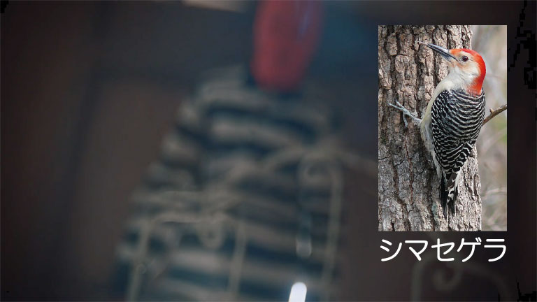 5歳の水町が「シマセゲラに助けられた」と語った理由