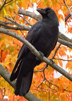 ハシブトカラス