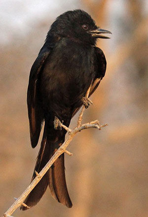 クロオウチュウ