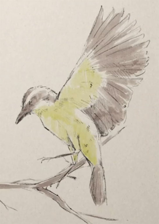 キバラオオタイランチョう