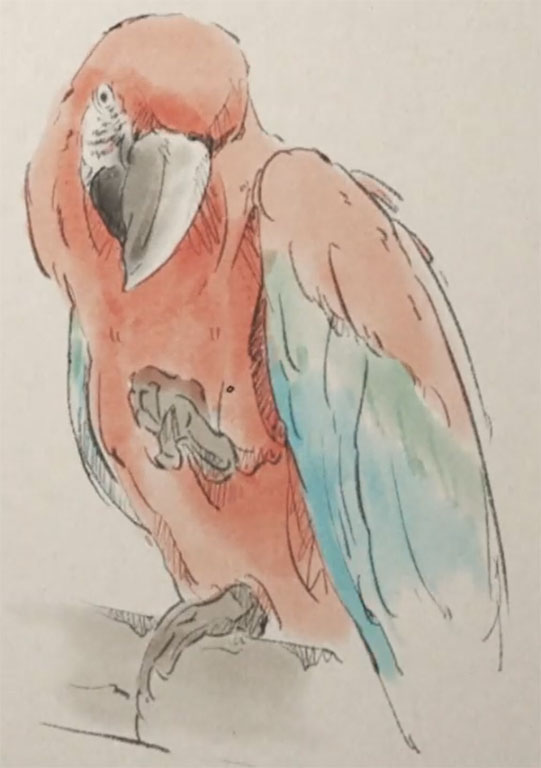 ベニコンゴウインコ