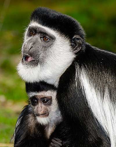 アビシニアコロブス雌