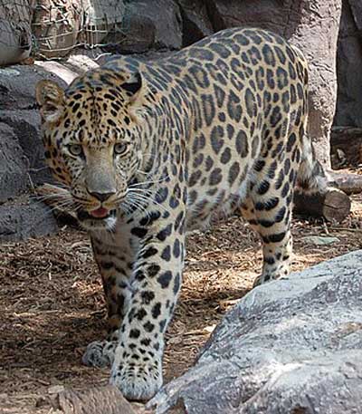 アムールヒョウ