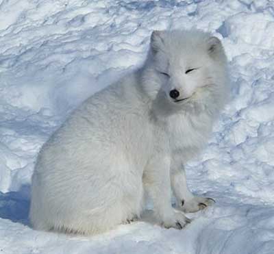 ホッキョクギツネ