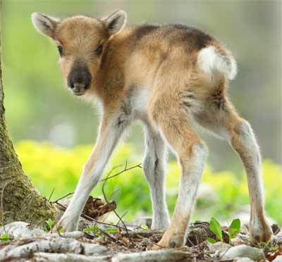 トナカイ幼獣