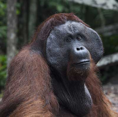 ボルネオオラウータン