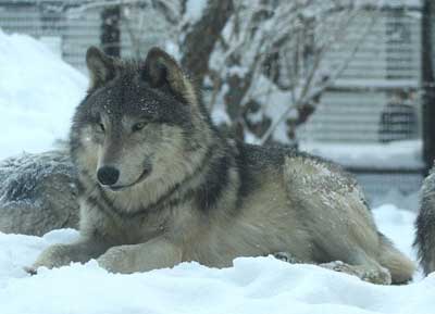 シンリンオオカミ