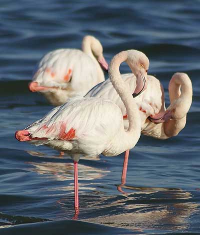 ヨーロッパフラミンゴ
