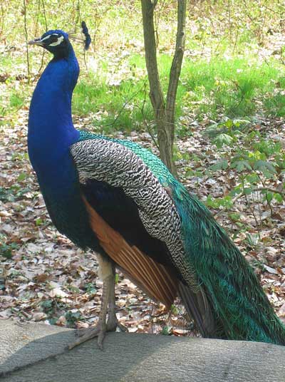 インドクジャク