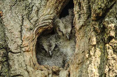 オオコノハズク幼鳥