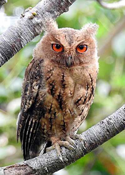 オオコノハズク