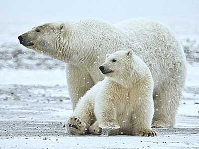 ホッキョクグマ
