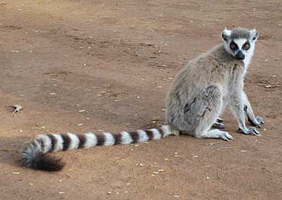 ワオキツネザル