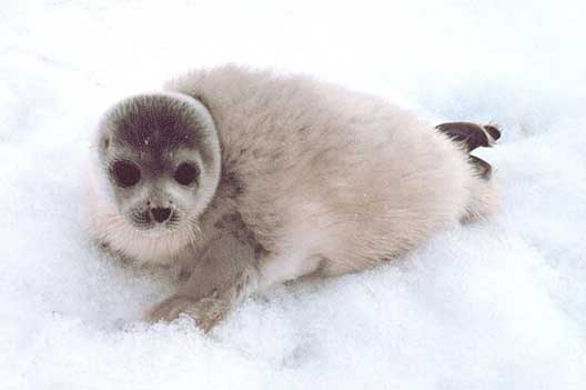 ゴマフアザラシ