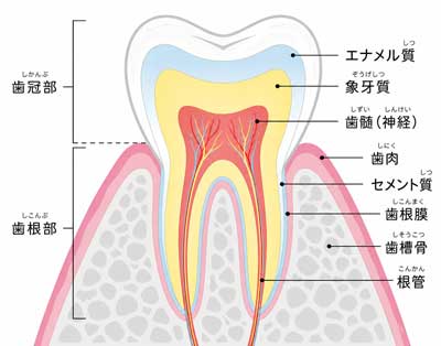歯の断面